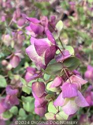 <i>Origanum</i> &lsquo;Kent Beauty&rsquo;
