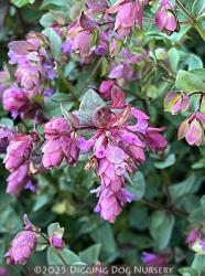 <i>Origanum</i> ‘Virginia Saso’