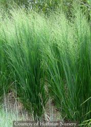 <i>Panicum virgatum</i> ‘Northwind’