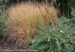 <i>Panicum cirgatum</i> ‘Summer Sunrise’