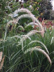 <i>Pennisetum</i> ‘Fairy Tails’