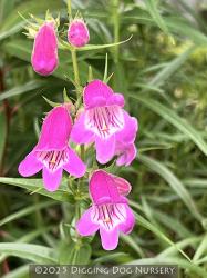<i>Penstemon</i> ‘Gilchrist’