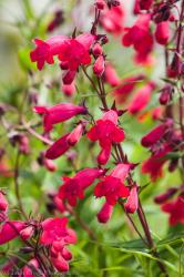 <i>Penstemon</i> x <i>mexicali</i> ‘Sunburst Ruby’