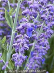 <i>Perovskia atriplicifolia</i> ‘Little Spire’