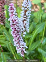 <i>Persicaria affinis</i> ‘Dimity’