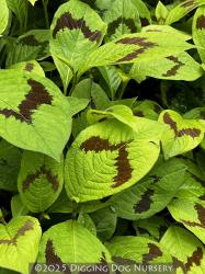 <i>Persicaria</i> ‘Lance Corporal’