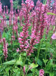 <i>Persicaria amplexicaulis</i> ‘Orange field’