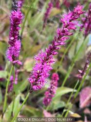 <i>Persicaria amplexicaulis</i> ‘Purple Spears’