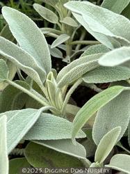 <i>Phlomis anatolica</i> ‘Lloyd's Variety’