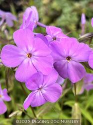 <i>Phlox glaberrima</i> var. <i>triflora</i> ‘Forever Pink’