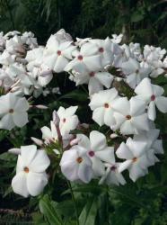 <i>Phlox</i> ‘Minnie Pearl’