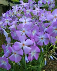 <i>Phlox glaberrima</i> ‘Morris Berd’