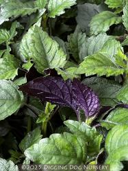 <i>Plectranthus</i> ‘Little Lavender’