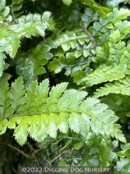 <i>Polystichum polyblepharum</i>