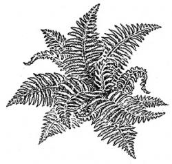 <i>Polystichum polyblepharum</i>
