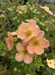 <i>Potentilla fruticosa</i> ‘Apricot Whisper’