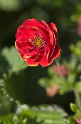 <i>Potentilla</i> ‘Arc En Ciel’