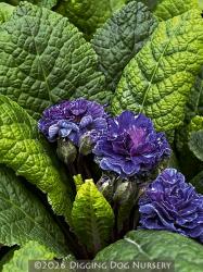 <i>Primula</i> &lsquo;Blue Sapphire&rsquo;