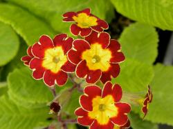 <i>Primula elatior</i> ‘Victoriana Gold Lace Red’