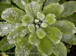 <i>Primula capitata</i> ssp. <i>mooreana</i>