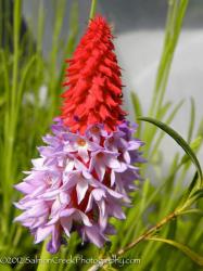 <i>Primula vialii</i>