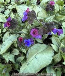 <i>Pulmonaria</i> ‘Diana Clare’