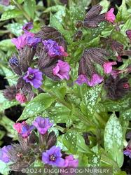<i>Pulmonaria</i> ‘Silver Bouquet’