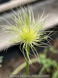 <i>Pulsatilla vulgaris</i> &lsquo;Alba&rsquo;