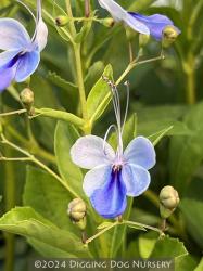 <i>Rotheca myricoides</i> ‘Ugandense’