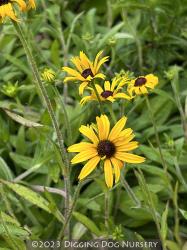 <i>Rudbeckia</i> ‘American Gold Rush’