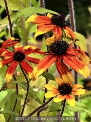 <i>Rudbeckia triloba</i> ‘Prairie Glow’