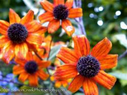 <i>Rudbeckia triloba</i> ‘Prairie Glow’