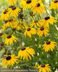 <i>Rudbeckia fulgida</i> var. <i>speciosa</i> ‘Viettes Little Suzy’