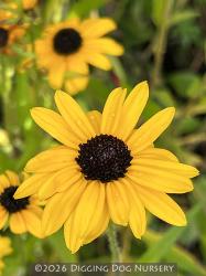 <i>Rudbeckia fulgida speciosa (Newmanii)</i>