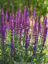 <i>Salvia nemorosa</i> &lsquo;Caradonna&rsquo;