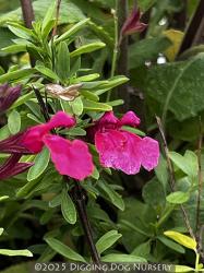 <i>Salvia greggii</i> ‘Wild Thing’