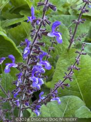 <i>Salvia forsskaolii</i>