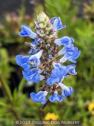 <i>Salvia uliginosa</i>