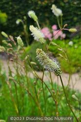 <i>Sanguisorba</i> &lsquo;Burr Blanc&rsquo;