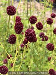 <i>Sanguisorba officinalis</i> ‘Martin’s Mulberry’