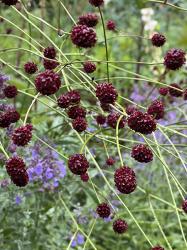 <em>Sanguisorba officinalis</em> ‘Red Thunder’