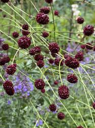 <em>Sanguisorba officinalis</em>  ‘Red Thunder’