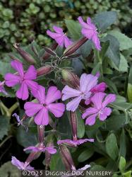 <i>Saponaria</i> x <i>lempergii</i> ‘Max Frei’