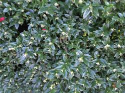 <i>Sarcococca ruscifolia</i>