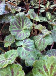 <i>Saxifraga stolonifera</i> ‘Maroon Beauty’