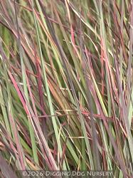 <i>Schizachyrium scoparium</i> &lsquo;Standing Ovation&rsquo;