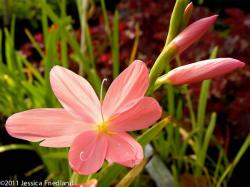 <i>Schizostylis coccinea</i> ‘Zeal Salmon’