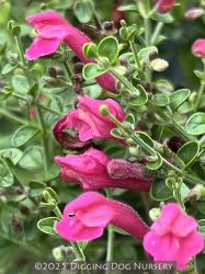 <i>Scutellaria suffrutescens</i> ‘Texas Rose’