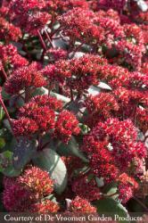 <i>Sedum telephium</i> ‘Red Cauli’