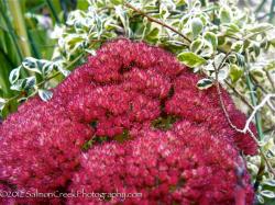 <i>Sedum spectabile</i> ‘Septemberglut’